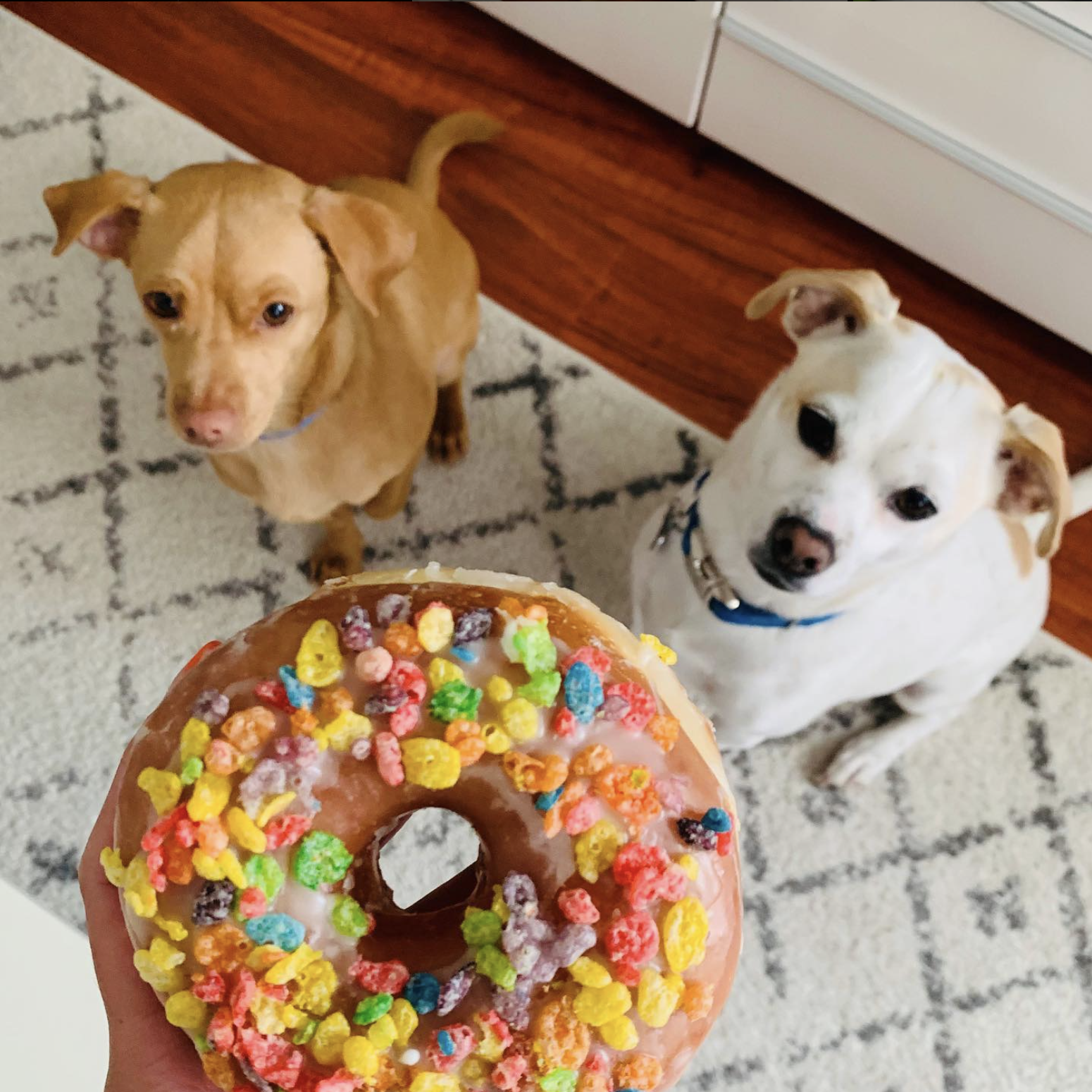 two dogs looking at a colorful fruity pebble donut